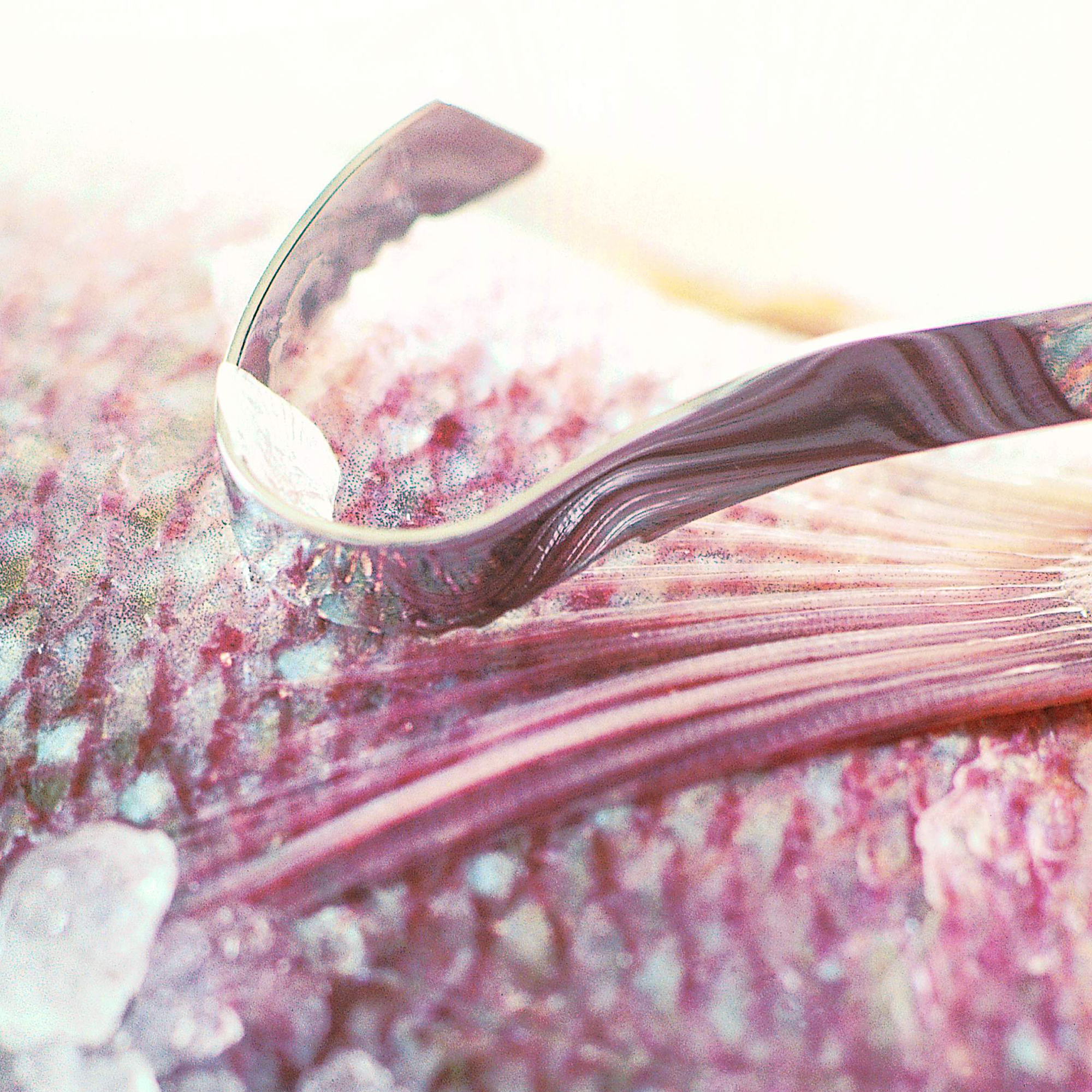RÖSLE fish scaler Stainless steel fish scaler, curved, placed on a fish.